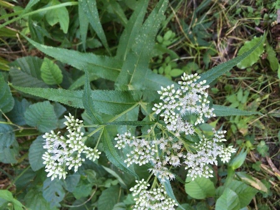Eupatorio 7
