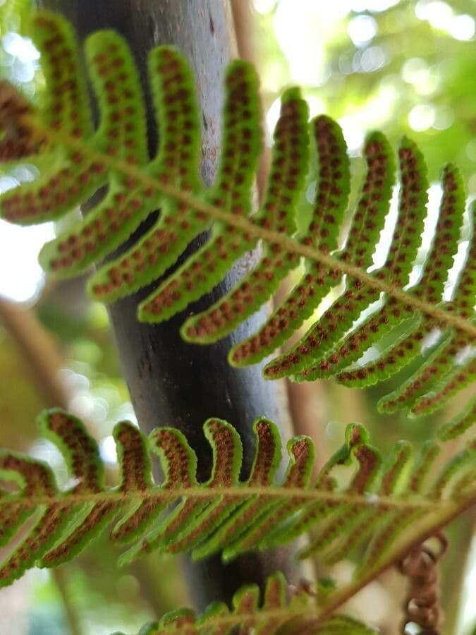 Sphaeropteris 9