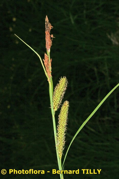 Carice rostrata 25