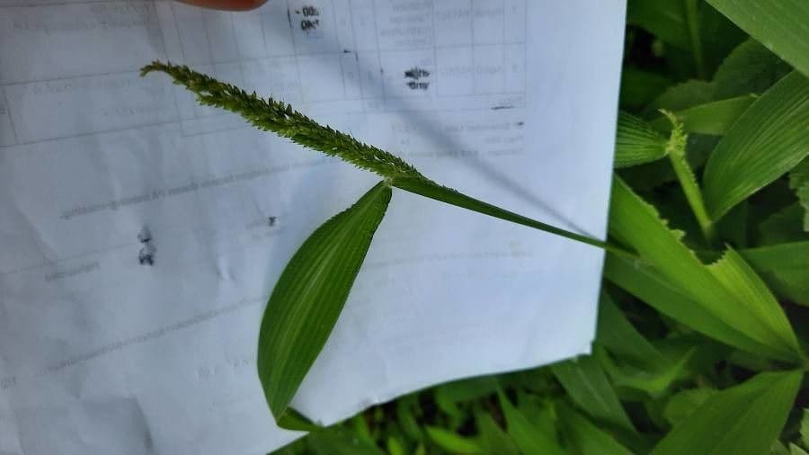 Hymenachne amplexicaulis 3