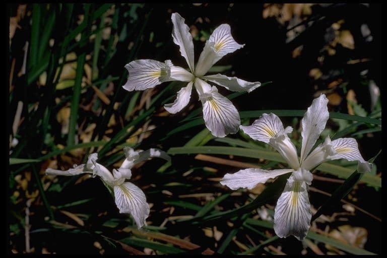 Iris tenace 7
