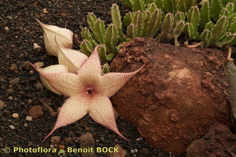 Stapelia gigantea 29