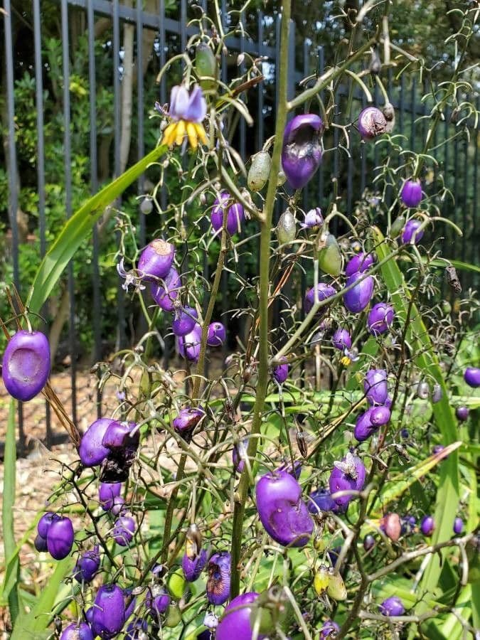 Dianella 6