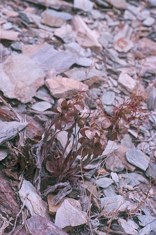 Tricardia 4