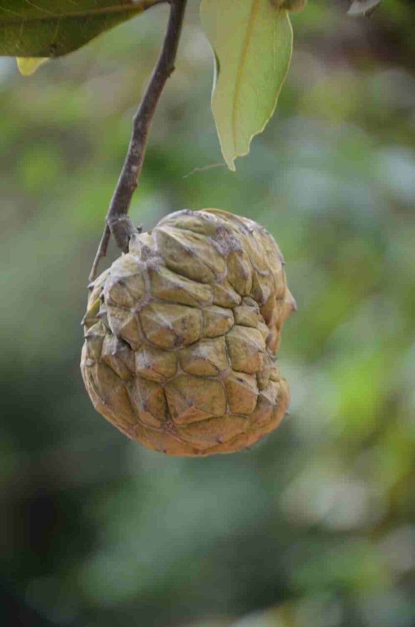 Duguetia