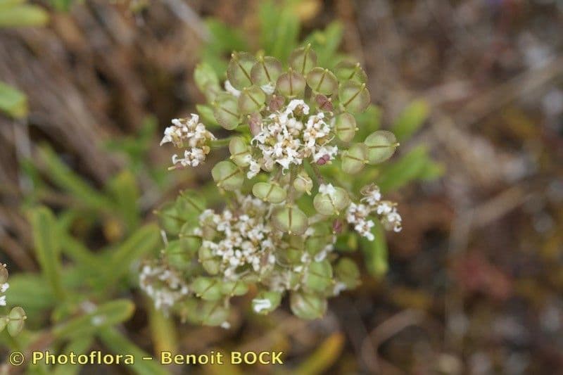 Iberis procumbens 26