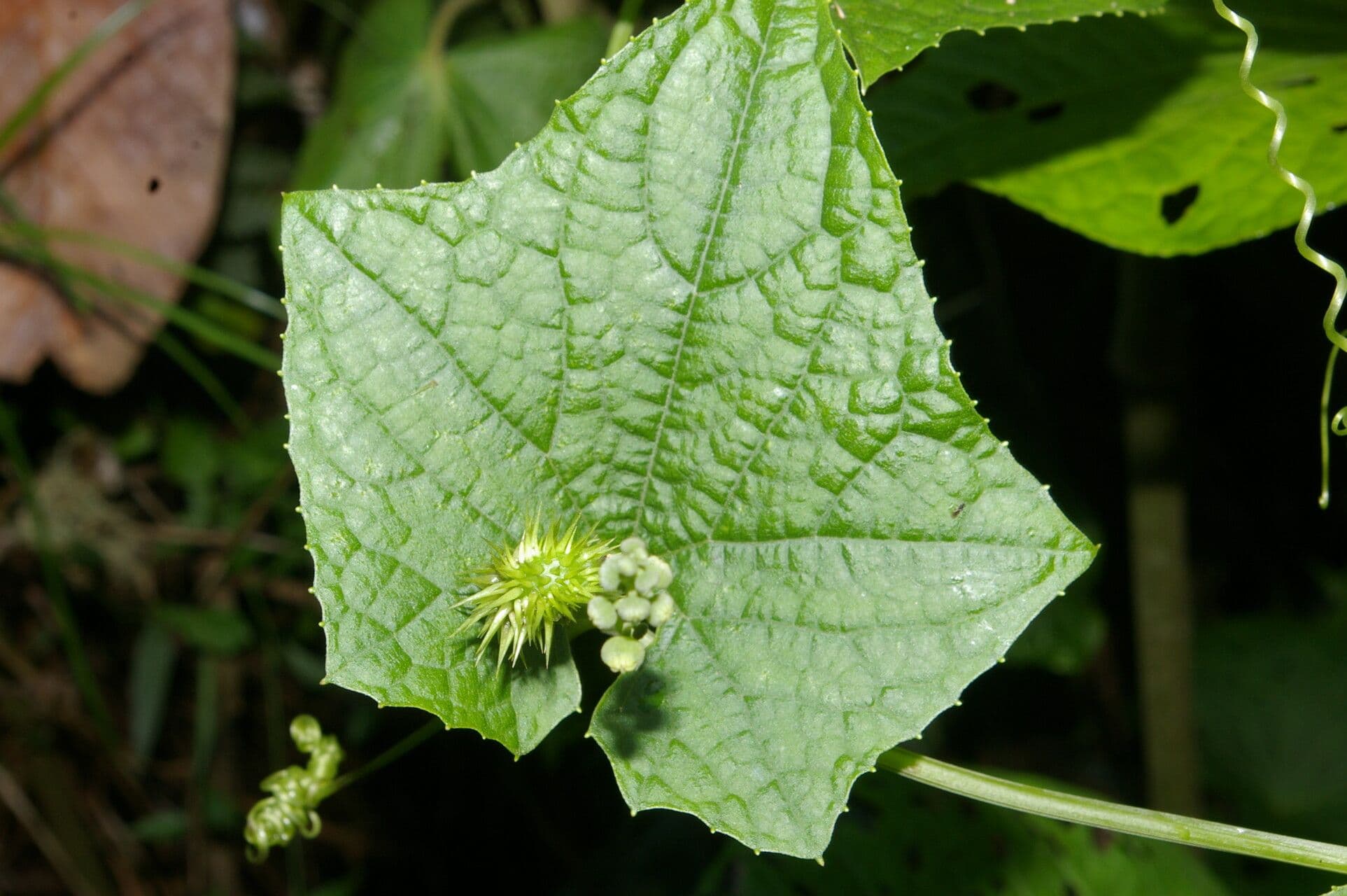 Echinopepon 6
