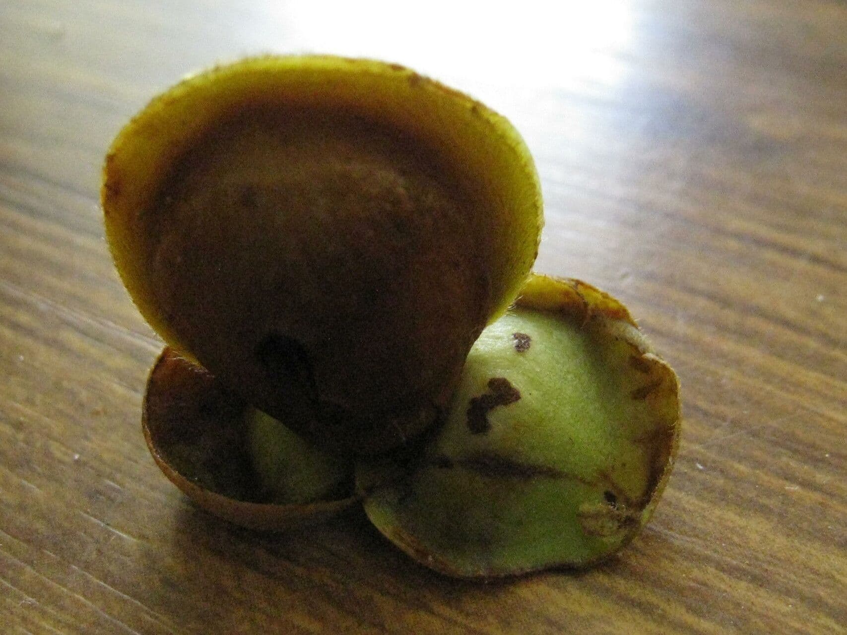 Davilla 4