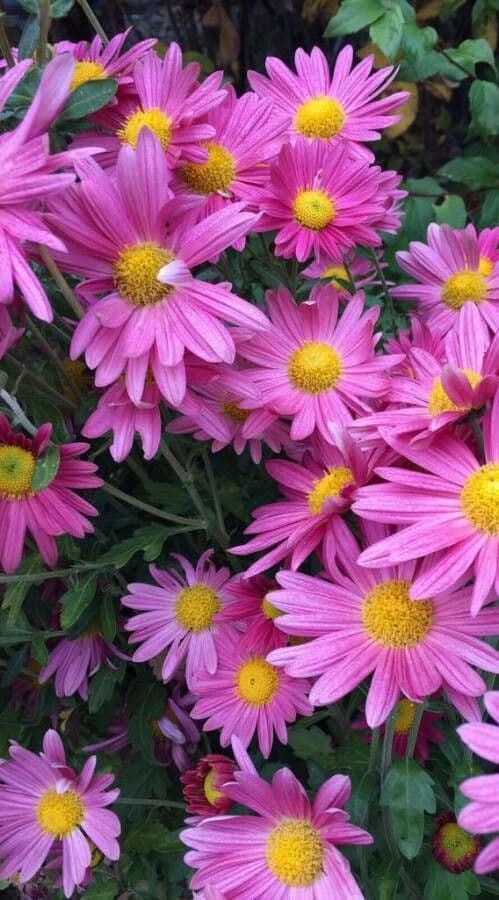 Alpen-Aster 8