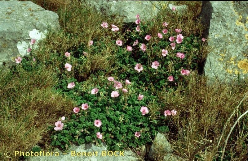 Stinkender Storchschnabel 23