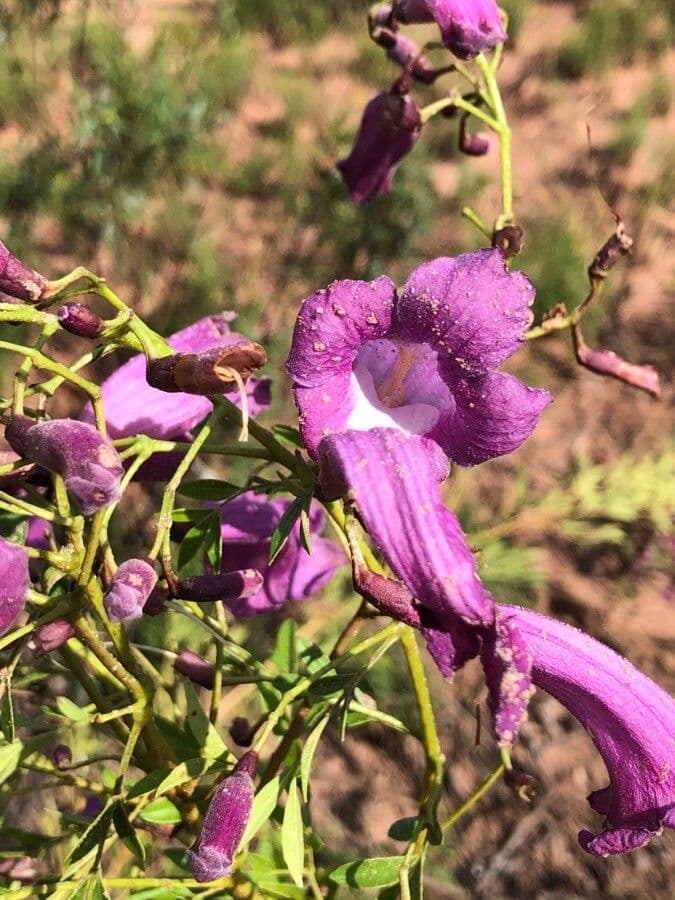 Jacaranda 4