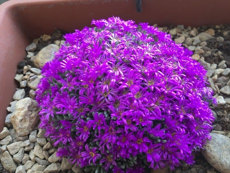 Drosanthemum fleuri 2