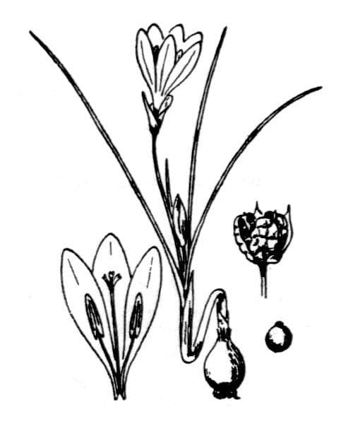Romulea 17