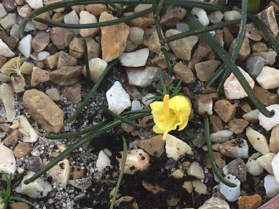 Narciso