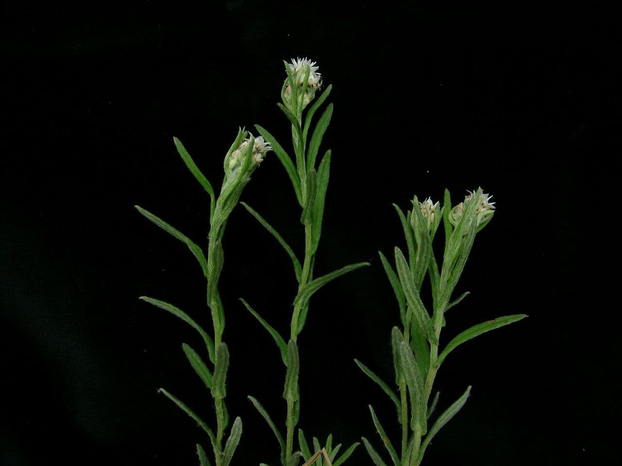 Anaphalis 7