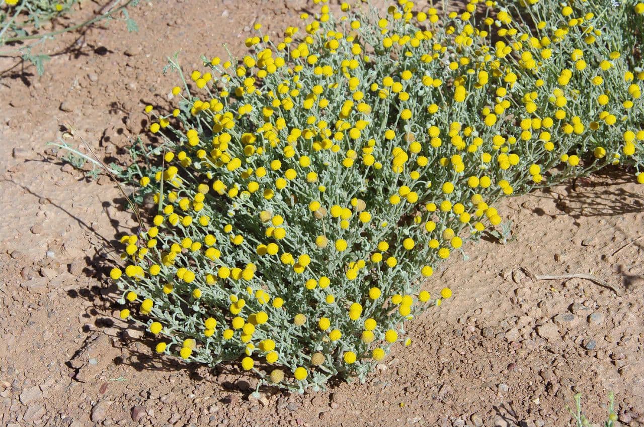 Brocchia 3