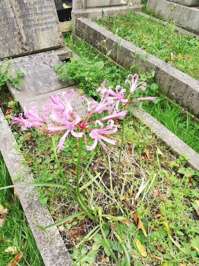 Nerine