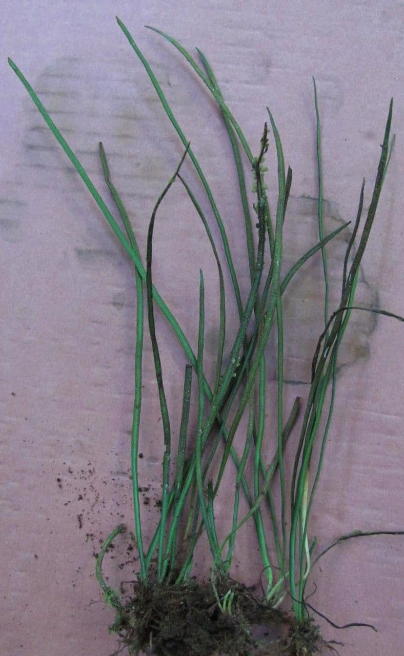 Gras-Schuhfarn 5