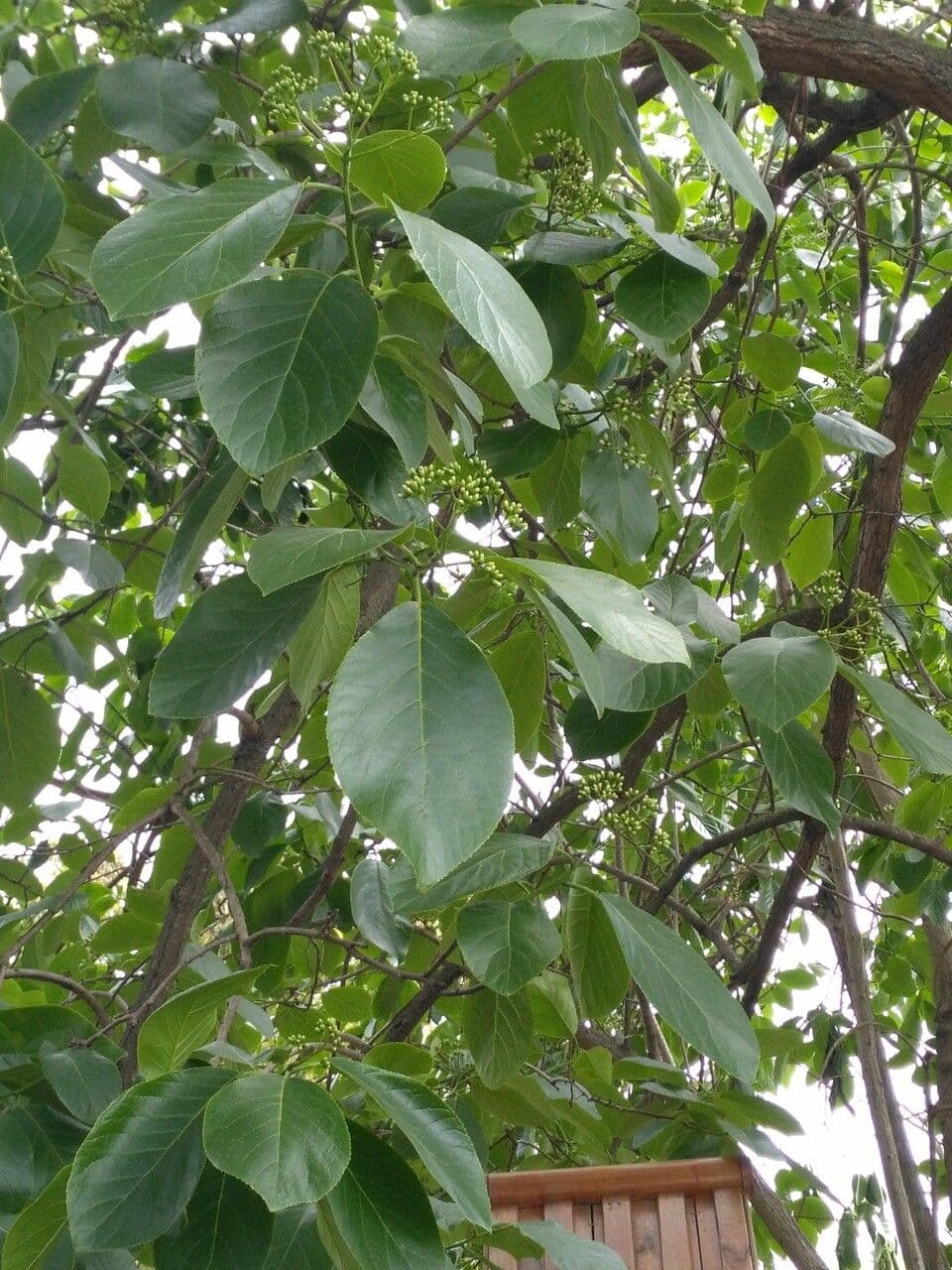 Ehretia acuminata 15