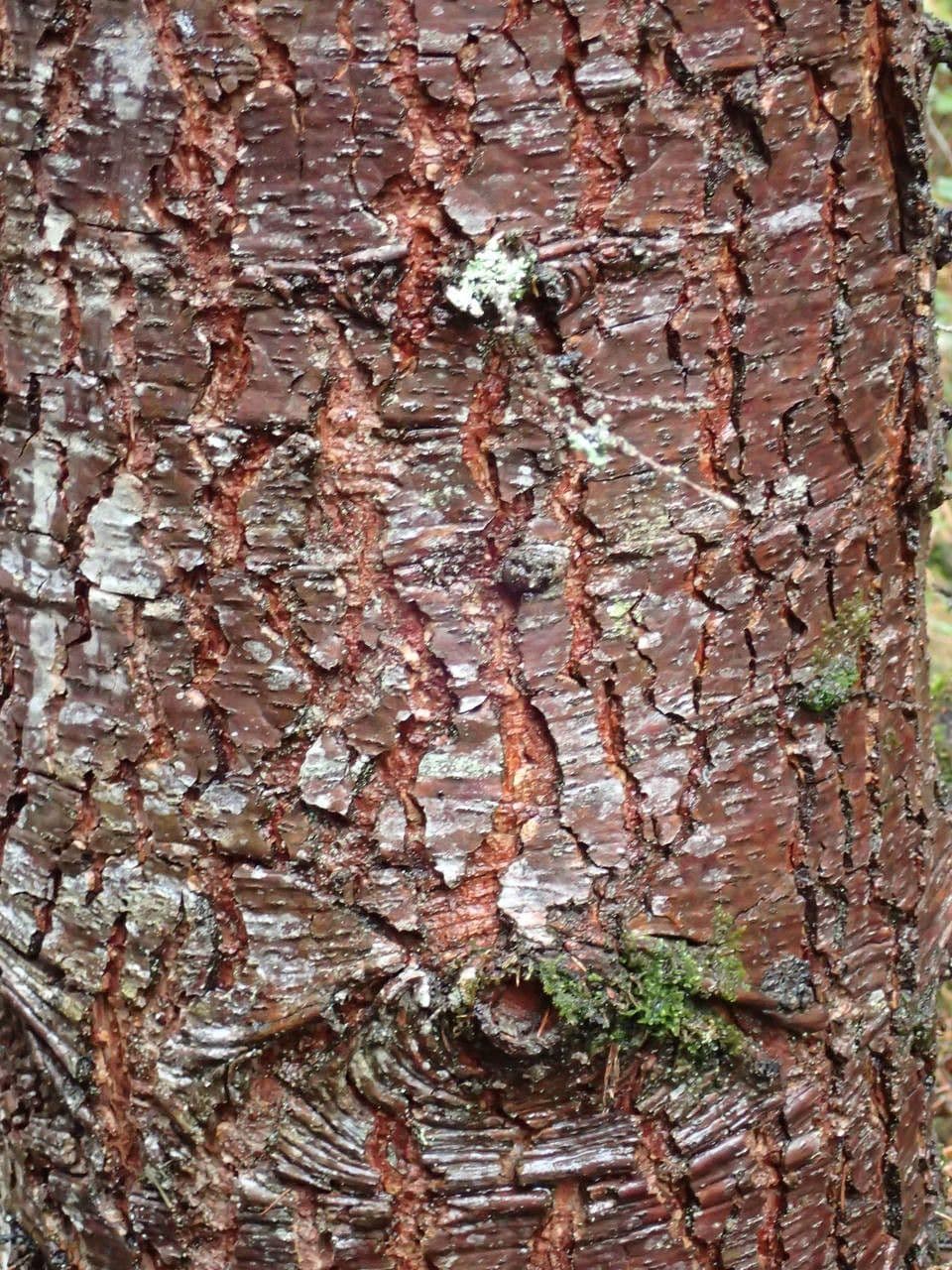Cedro dell'Atlante 21