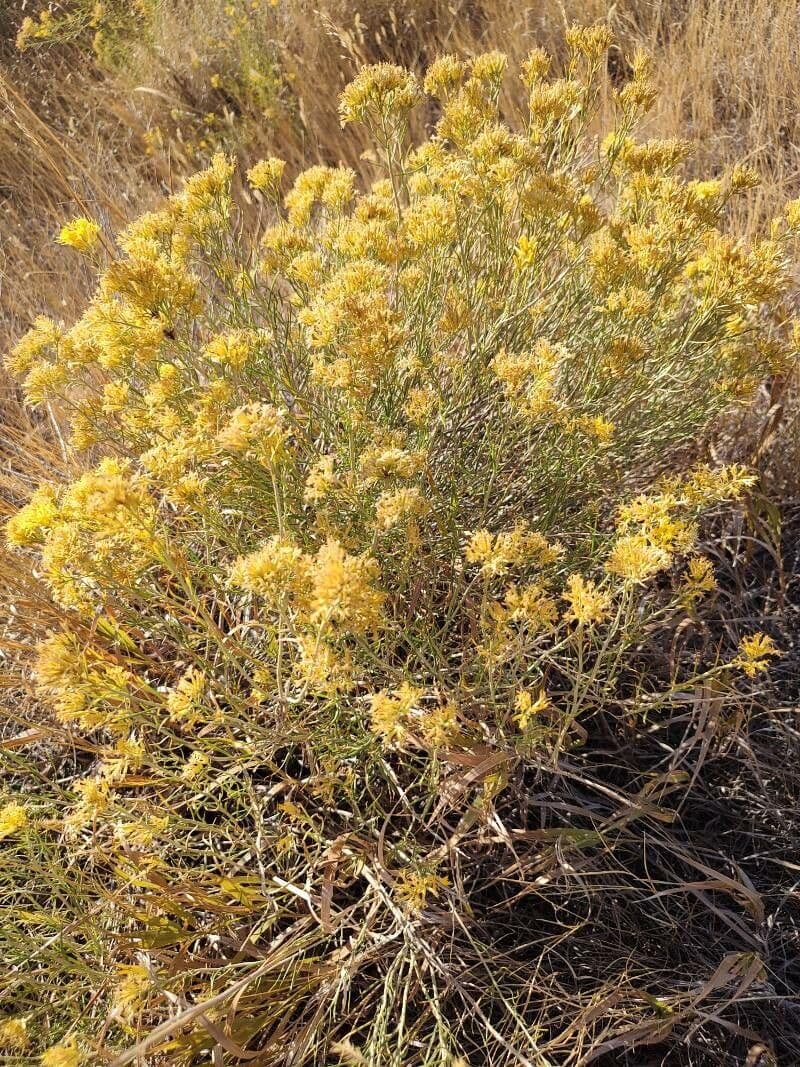 Chrysothamnus à feuilles collantes 2