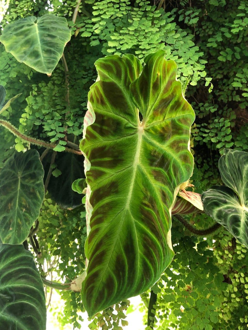 Warziger Philodendron 10