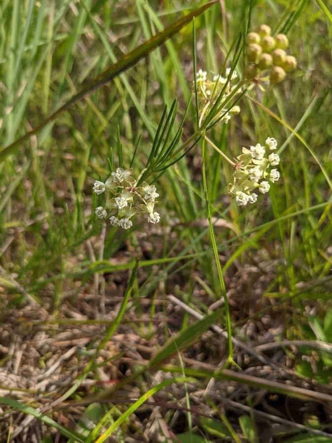 Asclepias verticillata 6