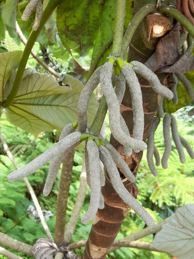 Cecropia