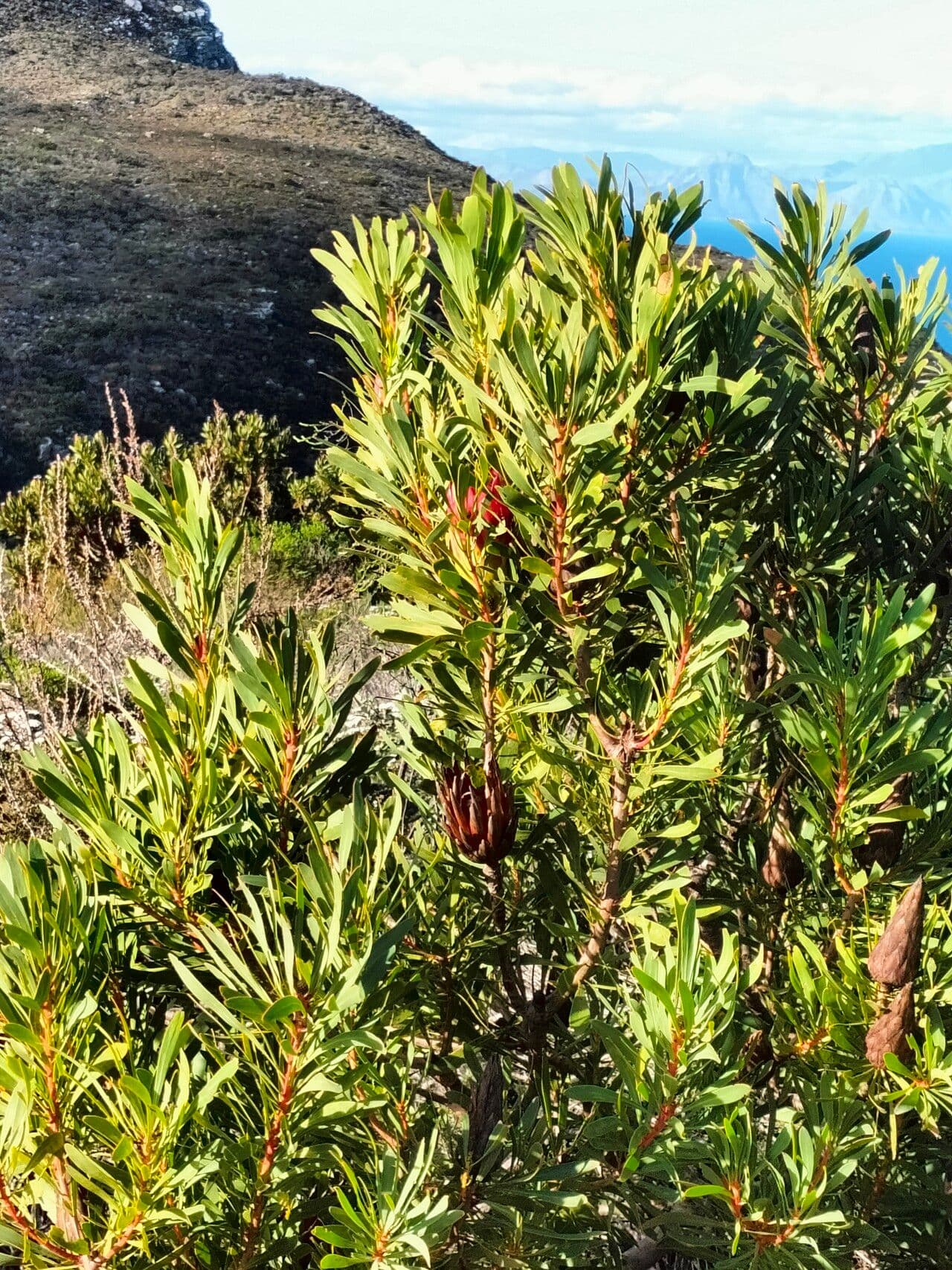 Protea 10