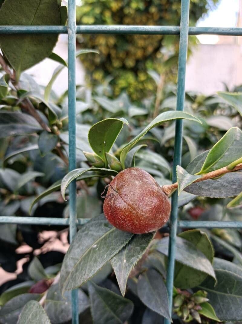 Camelia oleifera