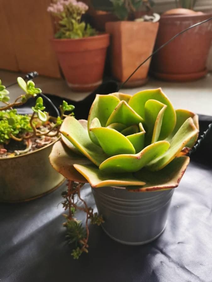 Aeonium nobile 9