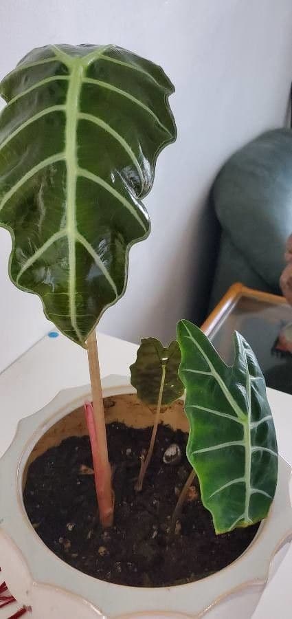 Alocasia 9