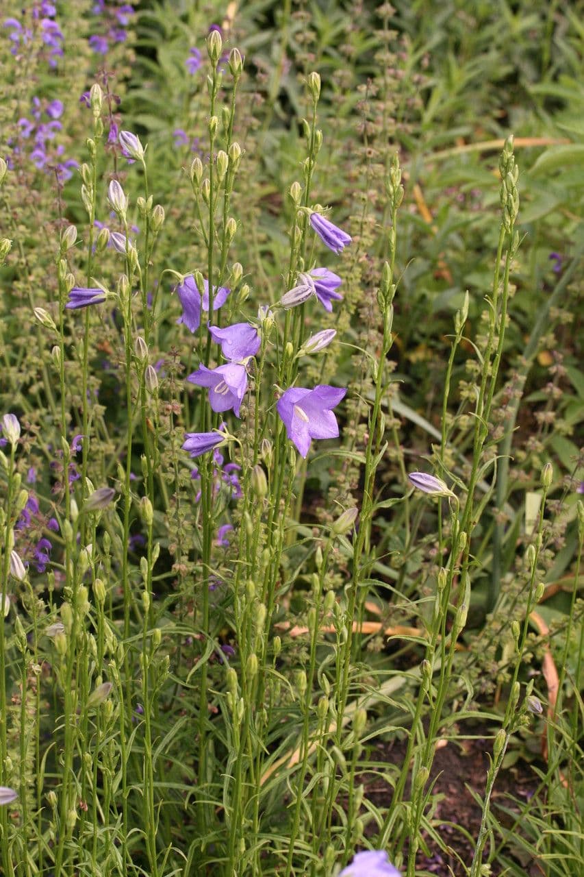 Campanilla 14