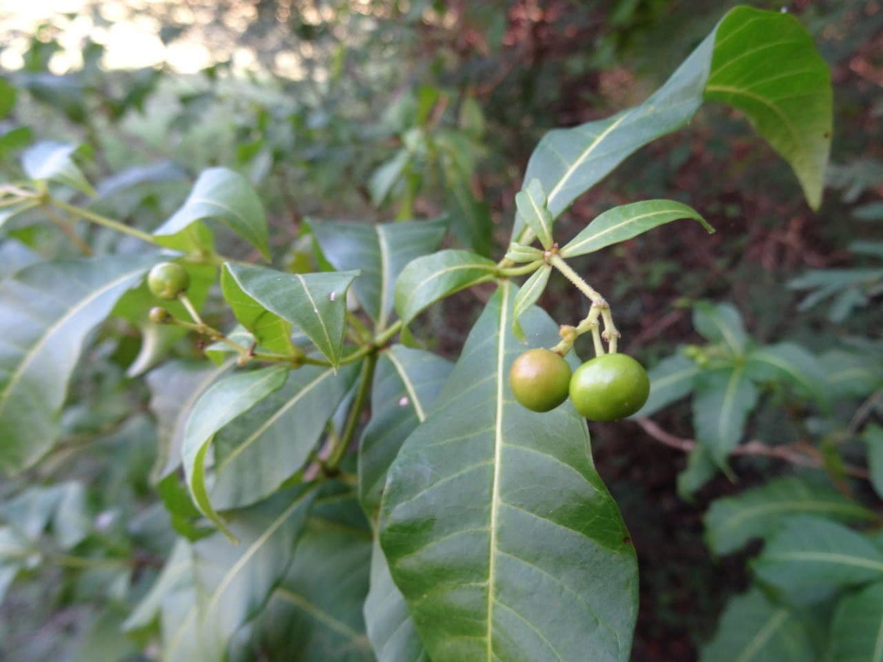 Rauvolfia viridis 4