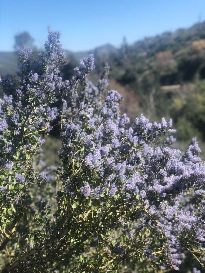 Ceanothus 6
