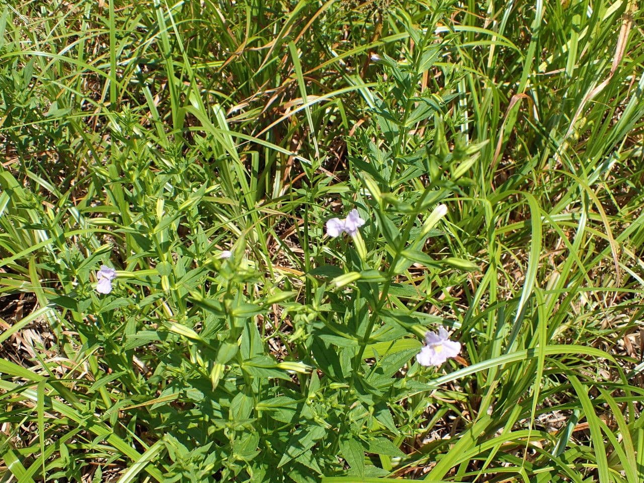 Mimulus ringens 6