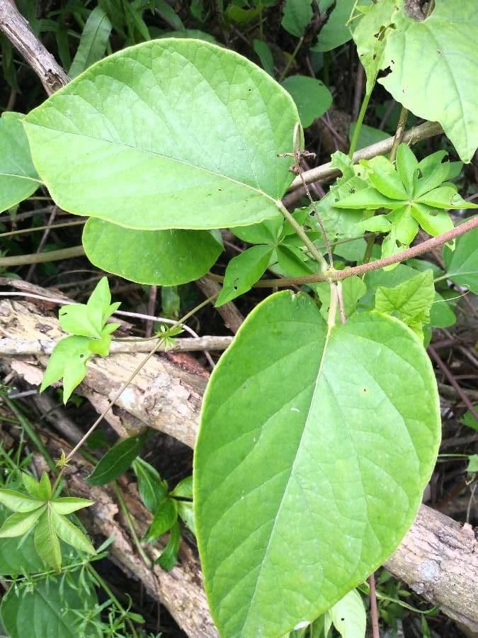 Stigmaphyllon 11