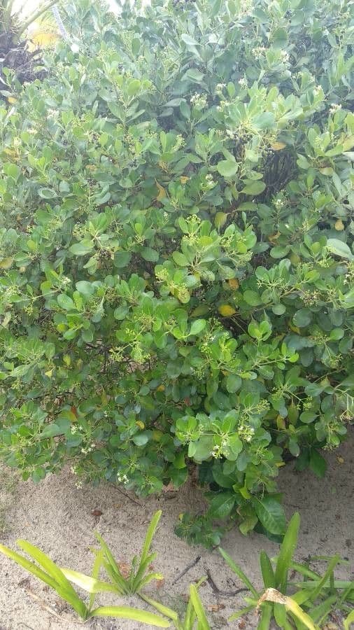 Erithalis fruticosa 12