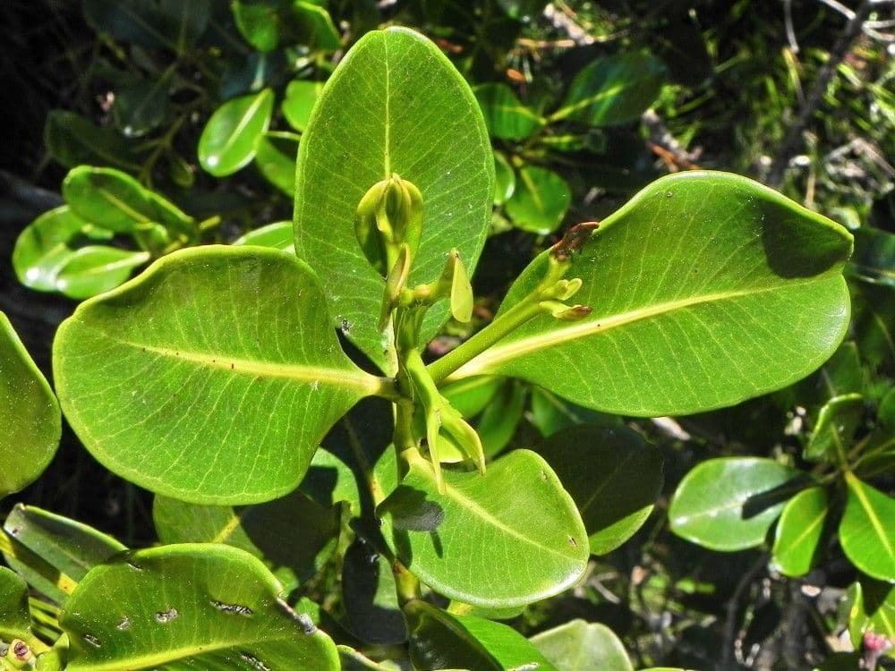 Syzygium 10