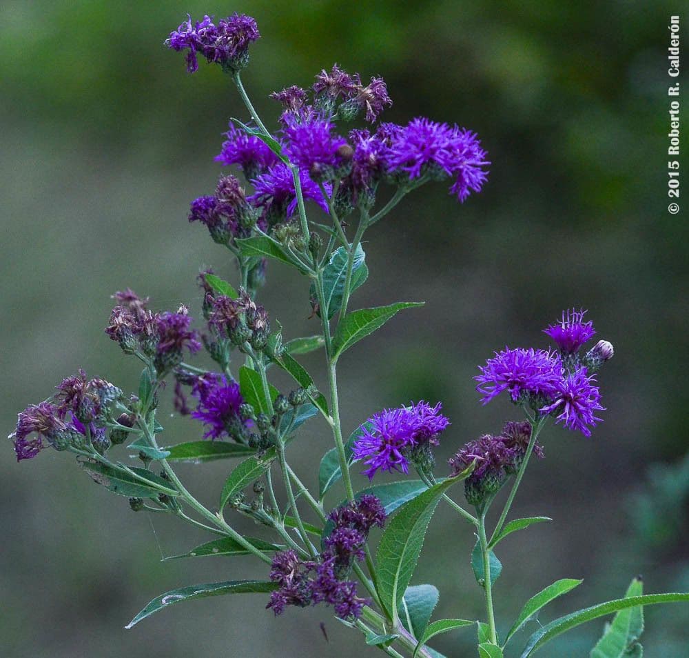 Vernonia di Baldwin 4