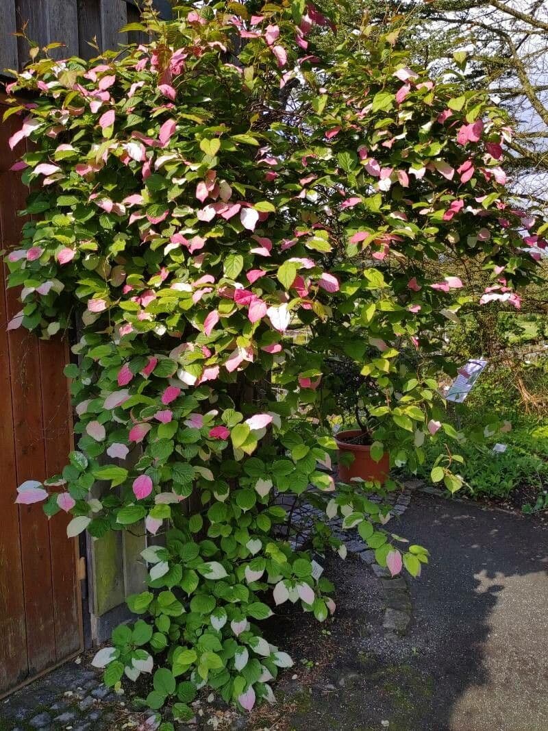Actinidia kolomikta 10