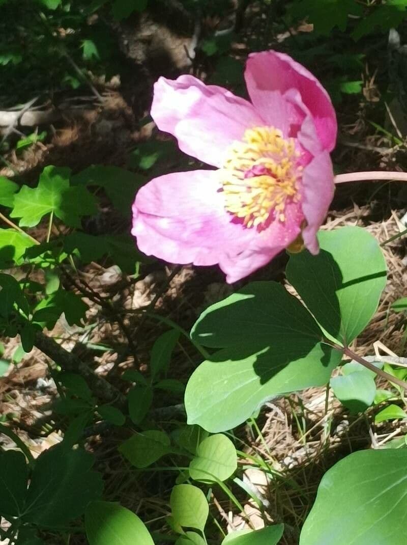 Peonia daurica 4
