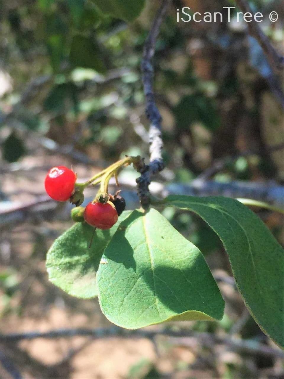 Ehretia 5