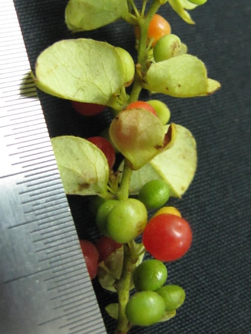 Cissampelos pareira 3