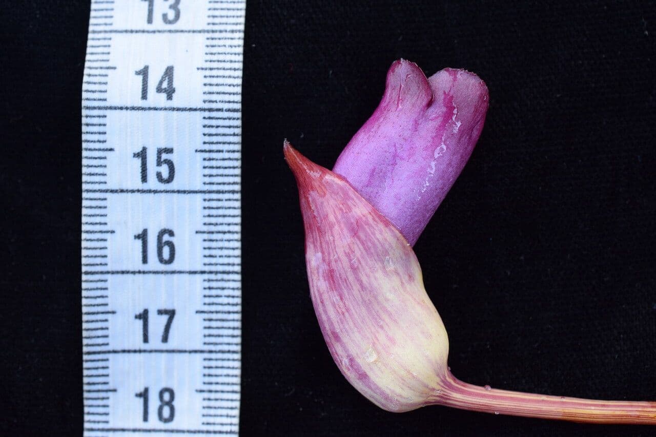 Aeginetia indická 10