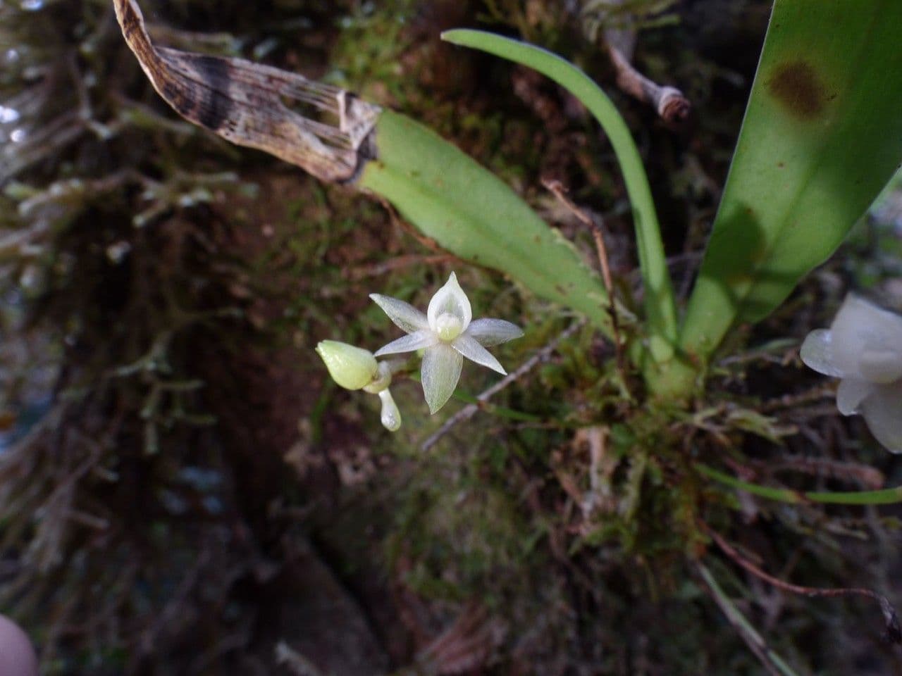 Angraecum 4