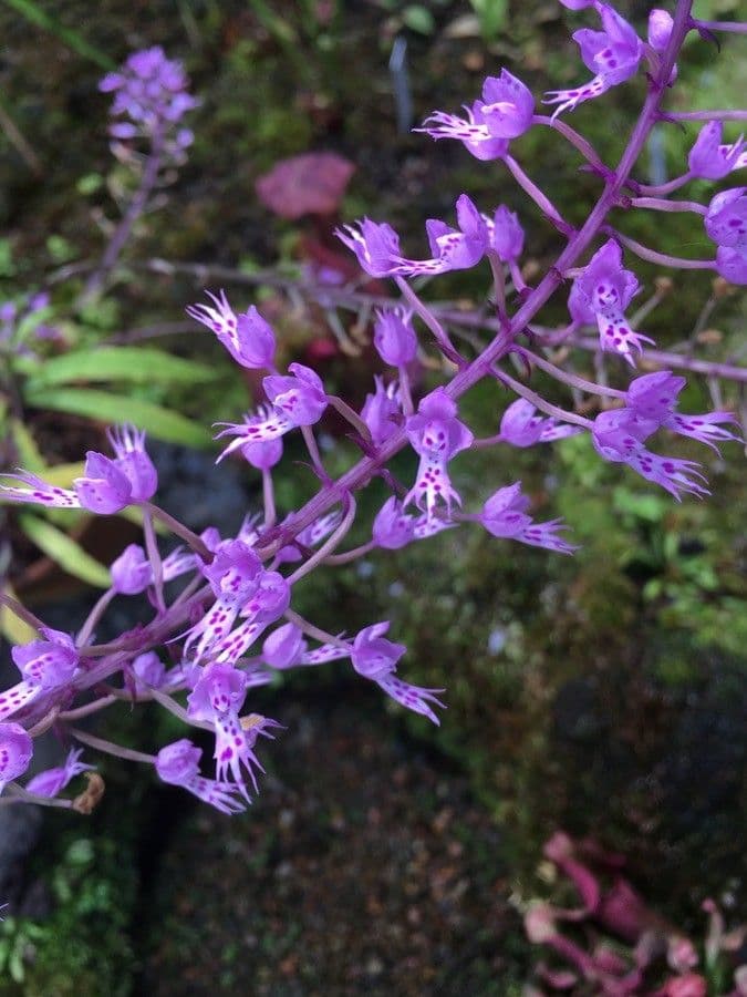 Stenoglottis