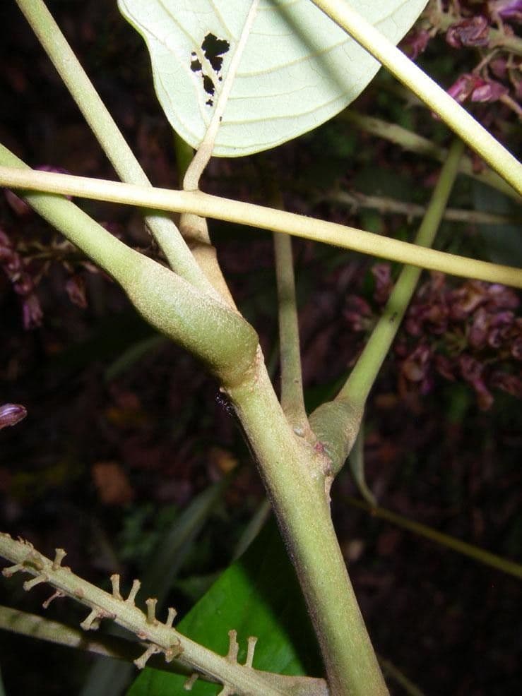 Lonchocarpus 18