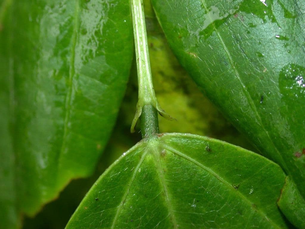 Cochliasanthus 16