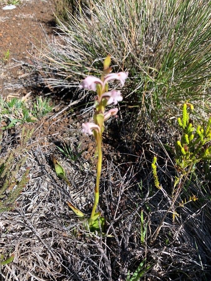 Satyrium 9